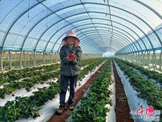 红河州水果产量连续5年位居云南省第一