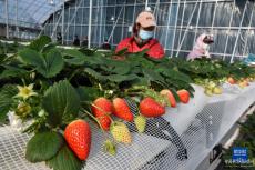 山东平度：“春节订单”草莓上市