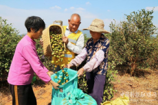 乡村振兴新引擎 江西林业推动油茶产业高质量发展