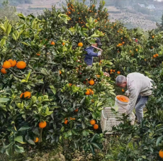 奉节脐橙春节期间 销售异常火爆