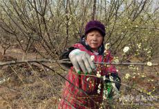 安徽庐江：绿萼梅良种助增收