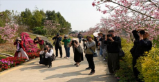 摄影家镜头展现广东揭西“樱山花谷”美丽风光