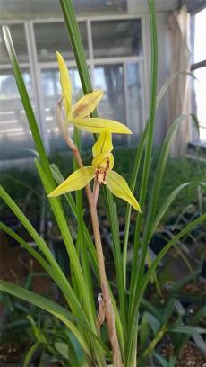 兰花飘香幸福来