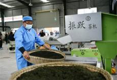 贵州凯里：首个茶厂开张