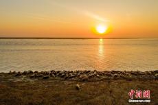 数百只西太平洋斑海豹带幼崽聚集栖息辽宁盘锦