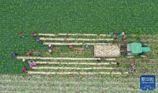 天气回暖春耕忙