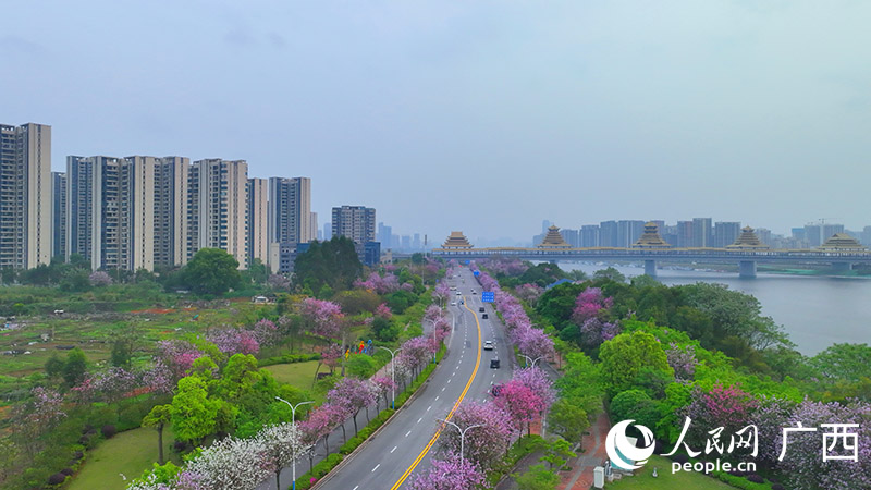 柳州市环江滨水大道紫荆花开正盛。人民网 付华周摄