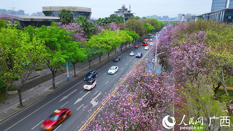 柳州市沿江路盛开的紫荆花。人民网 付华周摄