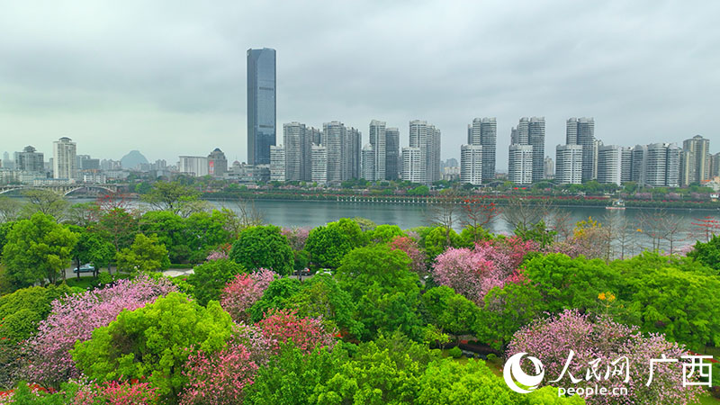 柳州市区东紫荆花盛开。人民网 付华周摄
