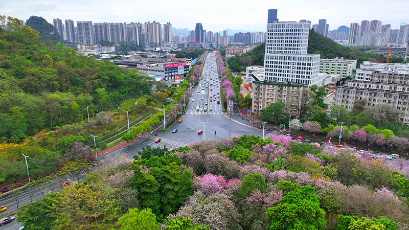 柳州市区花开正艳。陈粤摄