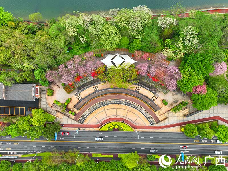 柳州市沿江路紫荆花盛开，美景如画。人民网 付华周摄