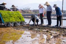 袁隆平超级杂交水稻蒙自示范基地移栽秧苗见闻