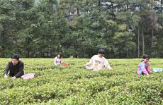 春茶飘香助民富