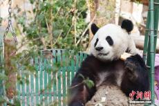 大熊猫“萌兰”开启吃播模式 憨态用餐引围观