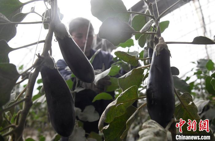 疏勒县智慧农业产业园里的茄子可常年采摘，一名职工正在采摘茄子。　孙亭文 摄