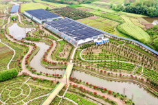 衡阳市珠晖区茶山坳镇堰头村300多亩玫瑰喜迎八方来客