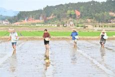 湖南隆回超级稻基地播种1200公斤新希望