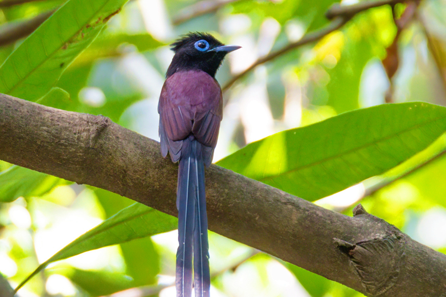 紫寿带鸟通身显现深浅不同的多种紫色。周龙杰摄