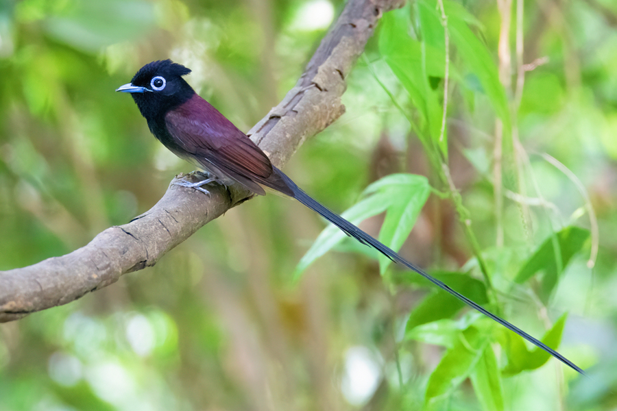 紫寿带鸟拥有两根极长的尾羽。周龙杰摄