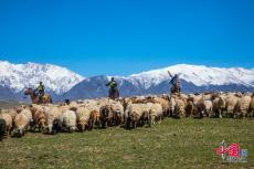 新疆伊犁：民警化身“牧羊人”助力牧民安全转场