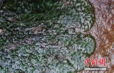云南绿春发现珍稀濒危水生种子植物——水苔花