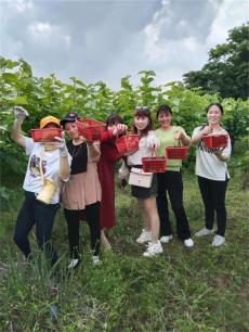 土桥镇南楼村：桑葚飘香采摘忙