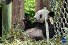 大熊猫“丫丫”踏上回国旅程