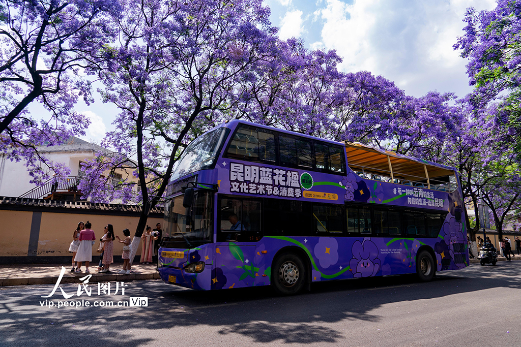 云南昆明：蓝花楹进入盛花期