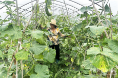 乡村振兴｜珠晖区：蔬菜丰收采摘忙 田间地头笑声浓