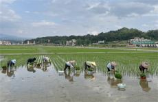 湖南隆回：超级稻再向单季亩产1200公斤目标冲刺