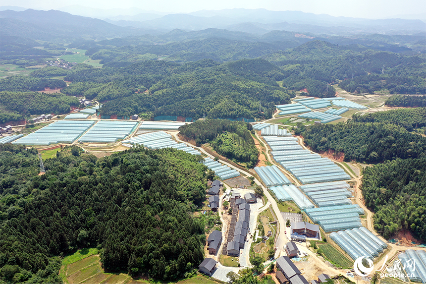 千余亩薄膜连栋智慧温室大棚错落有致的镶嵌在青山间。 人民网记者 时雨摄