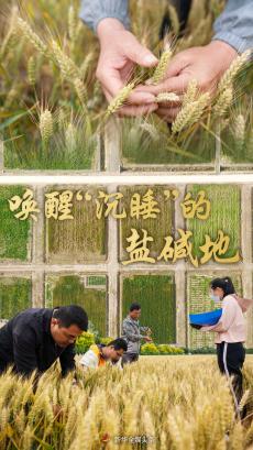 改造“不毛之地”科技创新向盐碱地要效益