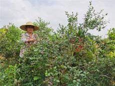 喜上“莓”梢  湖南宜章黄沙镇蓝莓甜蜜“上线”