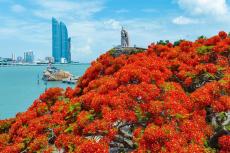福建厦门：凤凰花开“燃”满城