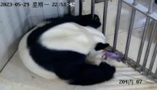 2023年熊猫中心首只熊猫宝宝在卧龙神树坪基地出生