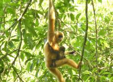 海南长臂猿数量攀升彰显中国雨林生态保护成效