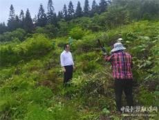 桐梓狮溪镇瓦房村：小小方竹笋让村民吃上“生态饭”