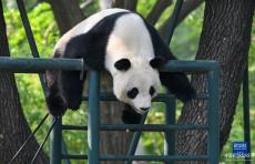 大熊猫“喜乐”迎来10岁生日