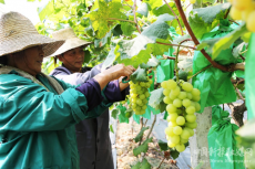 衡阳市珠晖区：瓜果飘香产业旺 “甜蜜经济”强振兴