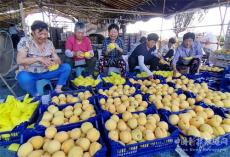 安徽庐江：冷库＋经纪人 黄桃不愁销