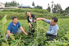 隆回县麻塘山乡横排村培育“摇钱树”