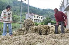 隆回县麻塘山乡千亩水苔助民致富