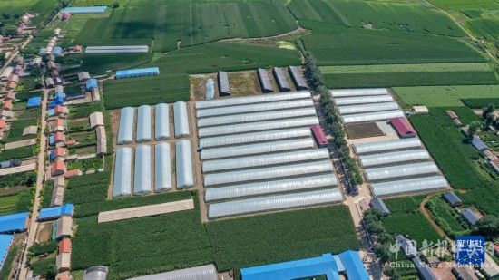 这是在吉林省德惠市朱城子镇沿河村拍摄的程雪家庭农场玫瑰大棚（8月17日摄，无人机照片）。