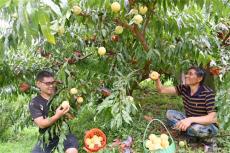 隆回金石桥镇：脱贫户陈维录种植黄桃吃上“幸福饭”