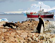 南极海冰消融 皇帝企鹅幼鸟集体死亡