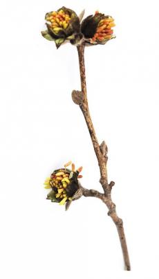 古生物学者发现1500万年前热带雨林中的银缕梅