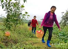 安徽庐江：寒露秋浓 石榴似火