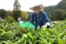 金秋采秋茶 茶农增效益