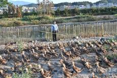 湖南隆回县金鸿种养专业合作社生态养殖增效