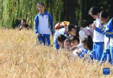 圆明园里稻香飘